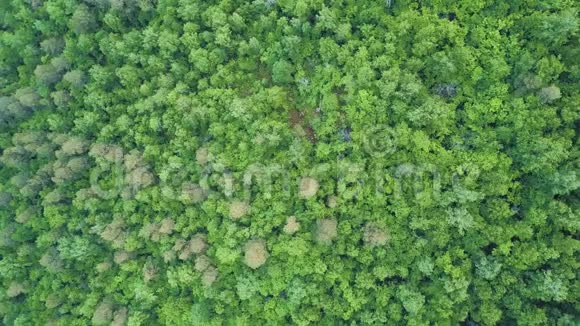 4美国佛蒙特州一片乡村风景中飞越一片美丽的绿色森林的K航空视频的预览图