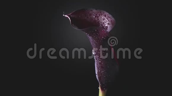 一滴露水从黑色背景上的一个叫莉莉的栗色花瓣上流下来慢速运动全高清视频的预览图