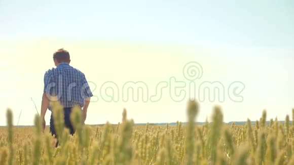 老农人在田间奔跑的农人理念农民手里麦芽农夫走过田野视频的预览图
