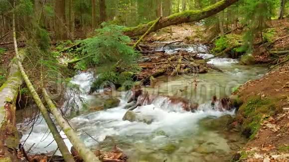 一条湍急的小溪一条清澈见底的河水流淌在明亮的夏林中视频的预览图