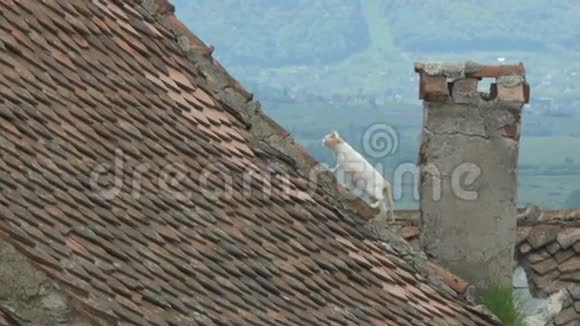 猫在旧瓷砖屋顶视频的预览图