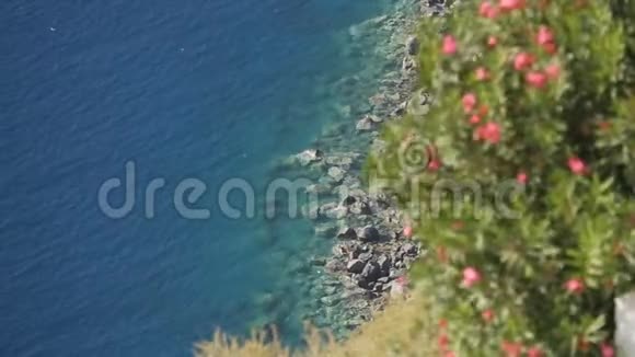 美丽的奇花异草点缀着美丽的海滨人间天堂视频的预览图