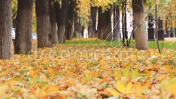 秋天公园里的小树巷子里树叶在飘落轻风在吹视频的预览图