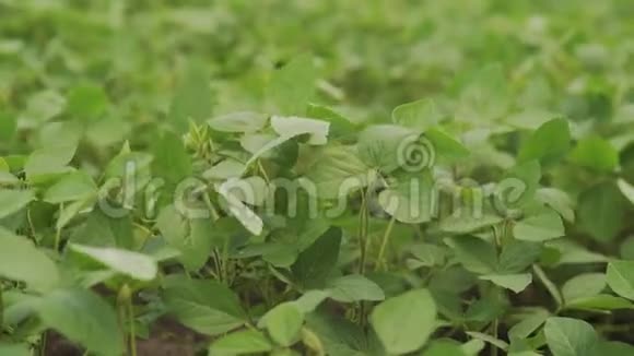 青熟大豆田农业景观视频的预览图