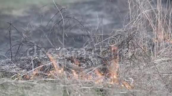 干草火在草原视频的预览图