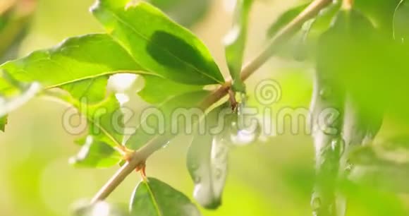 嫩枝上美丽的绿叶上滴着水珠手持镜头选择性聚焦视频的预览图