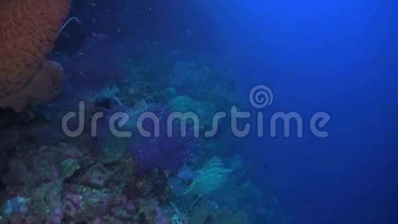 海扇和鞭珊瑚视频的预览图