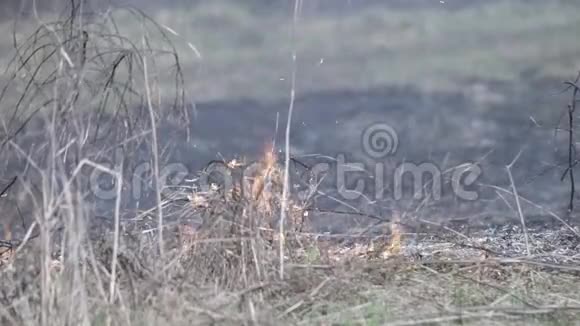 干草火在草原视频的预览图