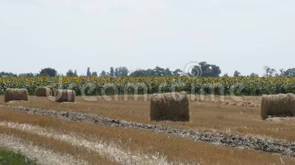在一片向日葵的背景下一片片稻草堆在地上视频的预览图