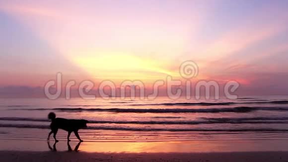 在热带海岸海滩上日出一只狗在海滩上散步视频的预览图