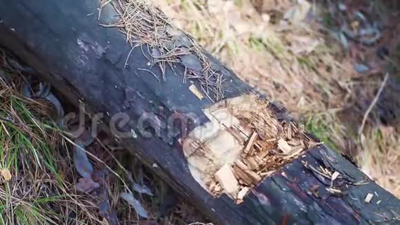 伐木工人在森林里砍倒了一棵树特写镜头斯利弗飞视频的预览图