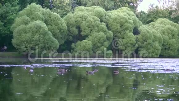 美丽的池塘与鸭子在城市公园全景4K视频的预览图