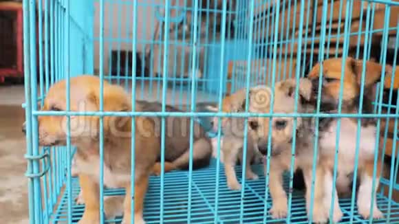 在栅栏后面的避难所里特写悲伤的小狗等待获救并被收养到新家动物收容所视频的预览图