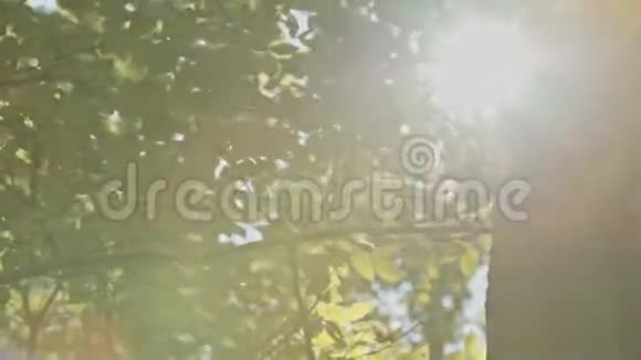 太阳耀斑在森林中的槽叶视频的预览图