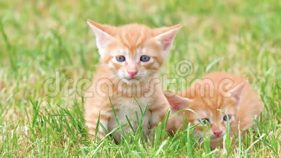 草地上两只可爱的生姜小猫哭着找妈妈可爱的宠物4k镜头慢动作视频的预览图