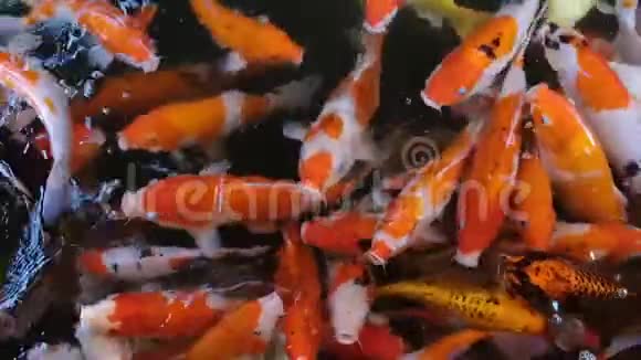 慢动作喂食五颜六色的花式鲤鱼鱼的锦鲤鱼挤在游泳池里争夺食物全高清视频的预览图