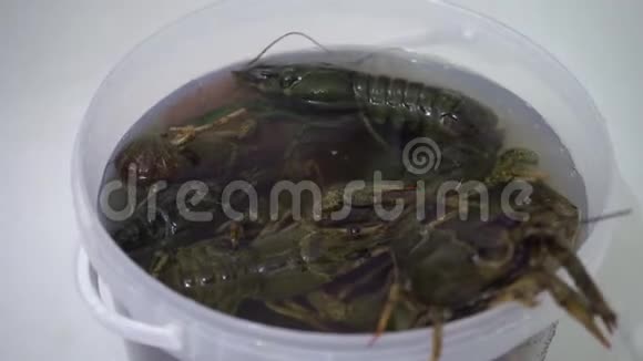 活的小龙虾在一桶水中蠕动视频的预览图