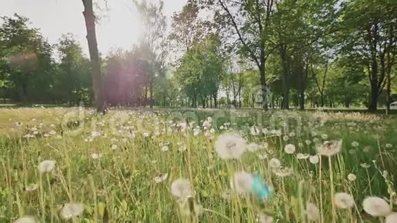 浪漫的情侣在一个美丽的绿色公园里阳光下有很多树和白色蒲公英他们奔跑拥抱视频的预览图