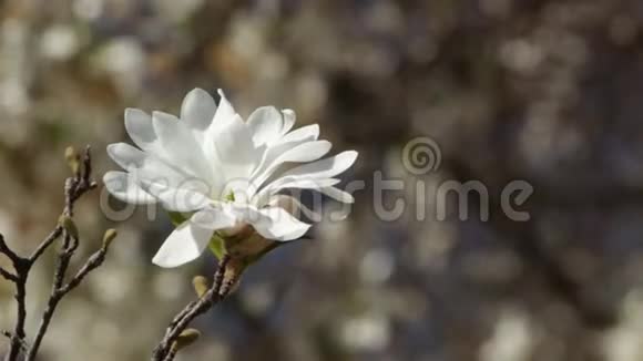 花园里美丽的白玉兰花视频的预览图