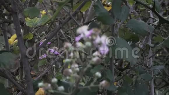 野生黑莓盛开在自动视频的预览图