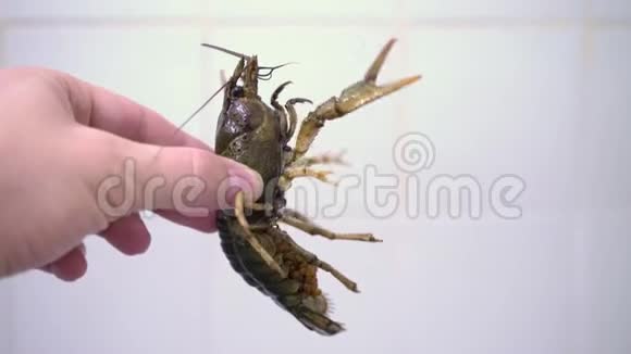 在白色背景下手拿小龙虾小龙虾在烹饪前视频的预览图