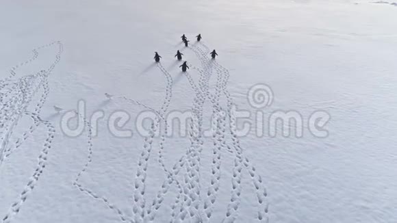 跑企鹅南极洲雪上的脚印视频的预览图