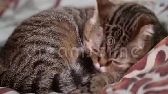 苏格兰折叠式小猫躺在床上舔自己视频的预览图