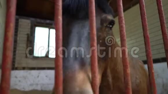 马厩里的一匹马马厩里一匹马的肖像视频的预览图
