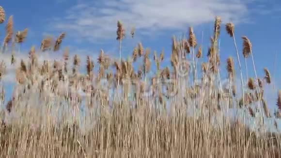 在蓝天的夏日普通芦苇视频的预览图