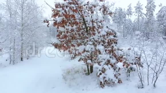摄像机在白雪覆盖的树木之间移动视频的预览图