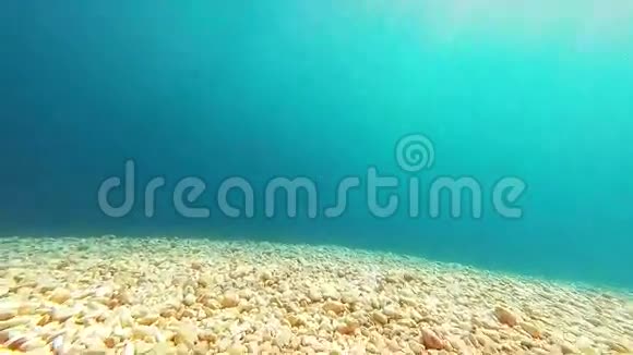 水下镜头鱼视频的预览图