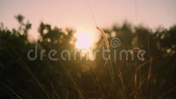 阳光明媚的一天风吹在海岸的沙丘草地上佛罗里达视频的预览图