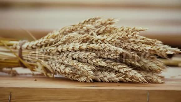 收割小麦的耳朵被收集成一堆躺在桌子上视频的预览图