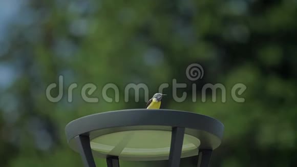 鸟儿黄飞虱街灯上的美丽视频的预览图