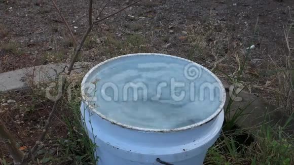 在热带的水滴进桶里视频的预览图