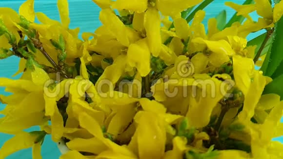 黄色美丽的花朵自然春天黄色的春天花黄色的春天花滴水慢动作视频的预览图