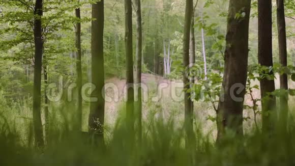 在野生落叶林中用斧头砍的偶然壮汉视频的预览图