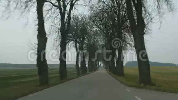 驾驶一辆汽车穿过一条林荫大道视频的预览图