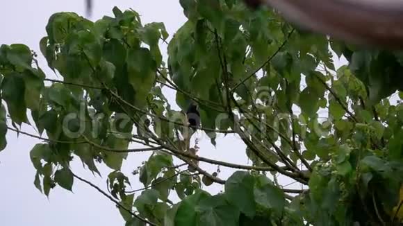黑乌鸦坐在树上然后在大雨中飞翔视频的预览图