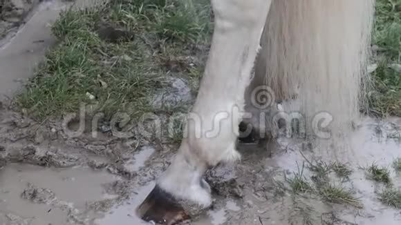 被主人清洗时的一匹白马的爪子视频的预览图