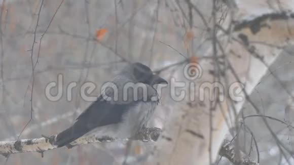 阴天时白桦树枝上的人群视频的预览图