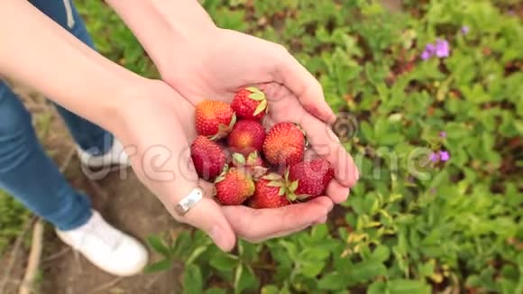 新鲜的有机草莓在人类手中视频的预览图