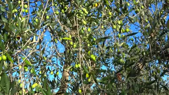 阳光明媚的一天树上的绿色橄榄意大利视频的预览图