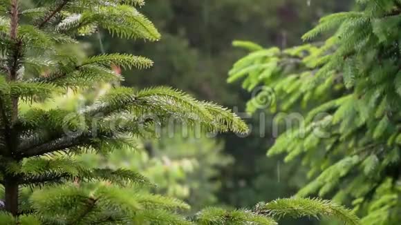 山林中的雨关闭山野雨水的镜头视频的预览图