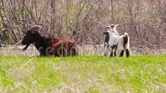 山羊在草地上玩耍视频的预览图