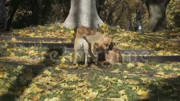 两只流浪狗在公园里打架视频的预览图