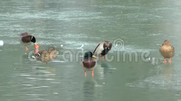 萨尔茨堡赫尔布伦池塘里的鸭子视频的预览图
