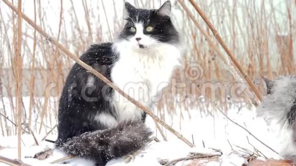 一只流浪猫坐在暖气总管的管子上冬天下雪了视频的预览图