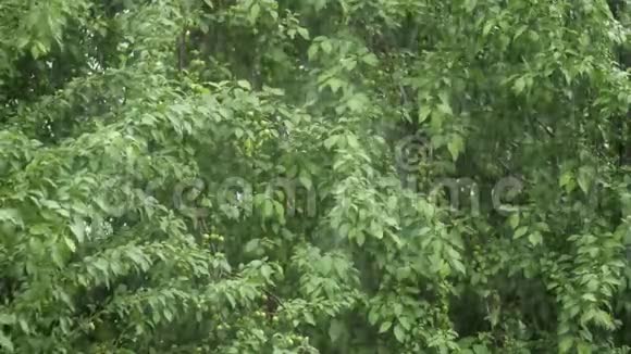 一场大雨打在绿树背景上视频的预览图