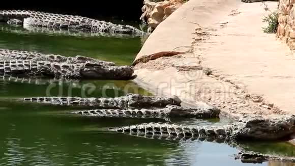 许多鳄鱼晒太阳视频的预览图